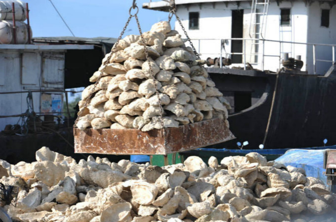 My Brush with the Giant Clam “War” in the South China Sea